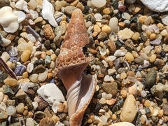Isara carbonaria