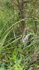 Arthropodium strictum