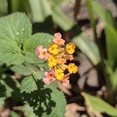 Lantana camara