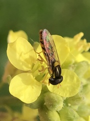 Sphaerophoria macrogaster