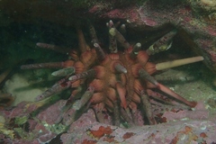 Phyllacanthus parvispinus