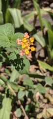 Lantana camara