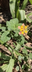 Lantana camara
