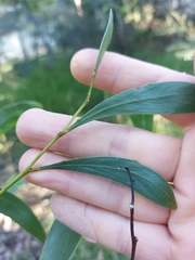 Acacia pycnantha