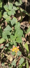 Lantana camara