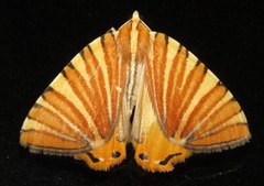 Pityeja histrionaria