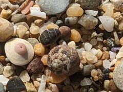 Eurytrochus strangei