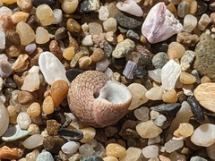 Eurytrochus strangei