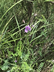 Arthropodium strictum