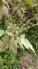Platanus mexicana