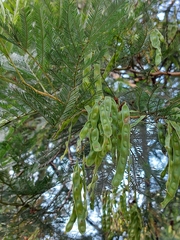 Acacia filicifolia