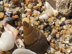 Phasianotrochus eximius