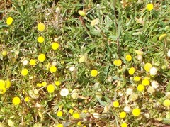 Cotula coronopifolia