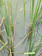 Mayaheros urophthalmus