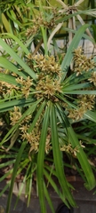 Cyperus