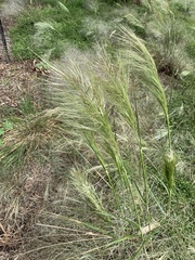 Austrostipa mollis