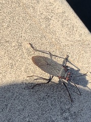 Jadera parapectoralis