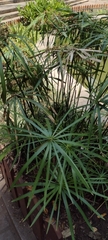 Cyperus