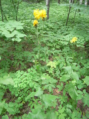 Crepis sibirica