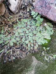 Plagiochasma rupestre