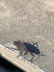 Jadera parapectoralis