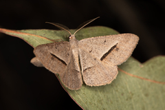 Isturgia penthearia