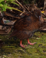 Gallirallus australis australis
