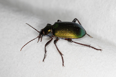 Calosoma schayeri
