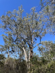 Eucalyptus racemosa