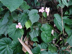 Begonia chitoensis