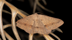 Isturgia penthearia