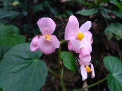 Begonia chitoensis