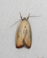 Ptyoptila matutinella