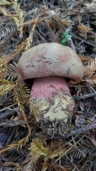 Rubroboletus eastwoodiae