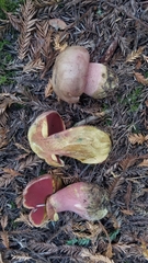 Rubroboletus eastwoodiae