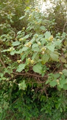 Varronia bullata