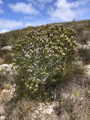 Leucadendron muirii