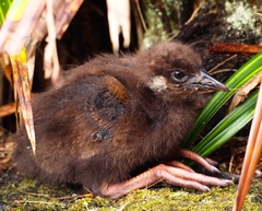 Gallirallus australis australis