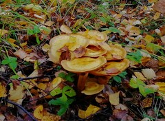 Cortinarius triumphans