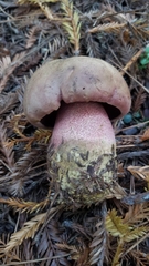 Rubroboletus eastwoodiae