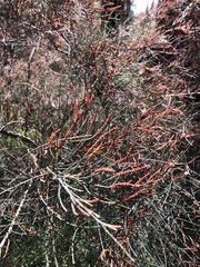 Allocasuarina verticillata