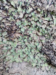 Plagiochasma rupestre