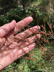Allocasuarina verticillata
