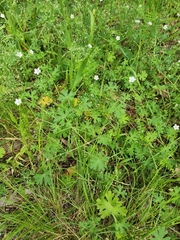 Geranium potentilloides