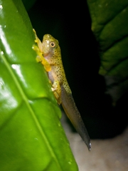 Rhacophorus malabaricus