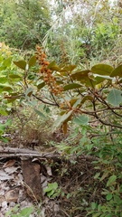 Rhus javanica