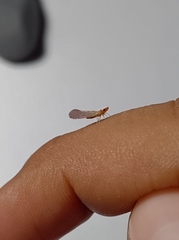 Shellenius montana