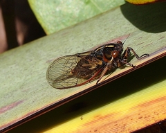 Kikihia southwestlandica