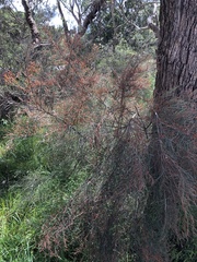 Allocasuarina verticillata