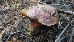 Rubroboletus eastwoodiae